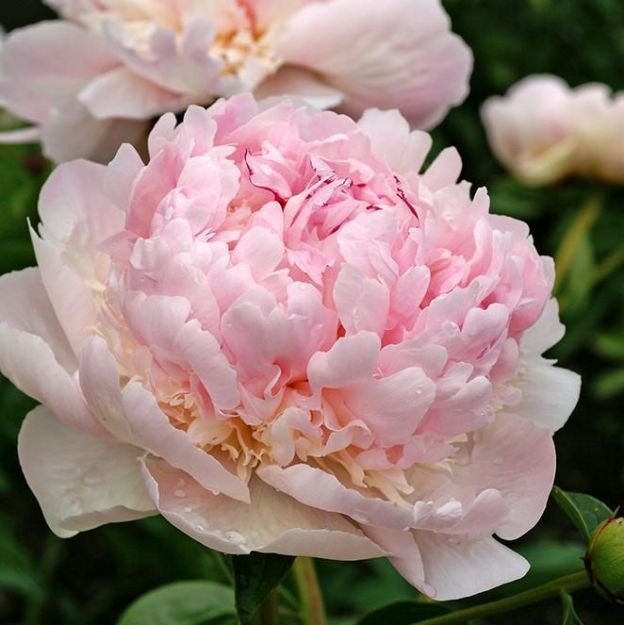 Picture of Paeonia 'Angel Cheeks' #4Q