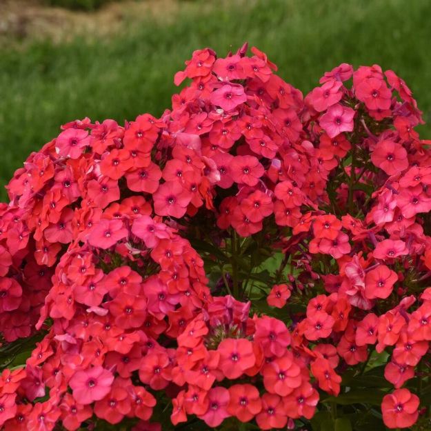 Picture of Phlox paniculata Luminary™ 'Sunset Coral' PP35222 #4QPW
