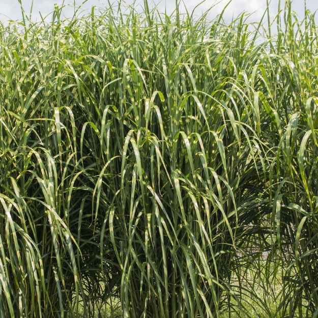 Picture of Miscanthus sinensis 'High Frequency' PP34712 #4Q