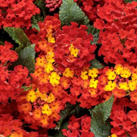 Show details for Lantana Luscious® Royal Red Zone™ 4.5"PW (10/flat) Picture of Lantana Luscious® Royal Red Zone™ 4.5"PW (10/flat)