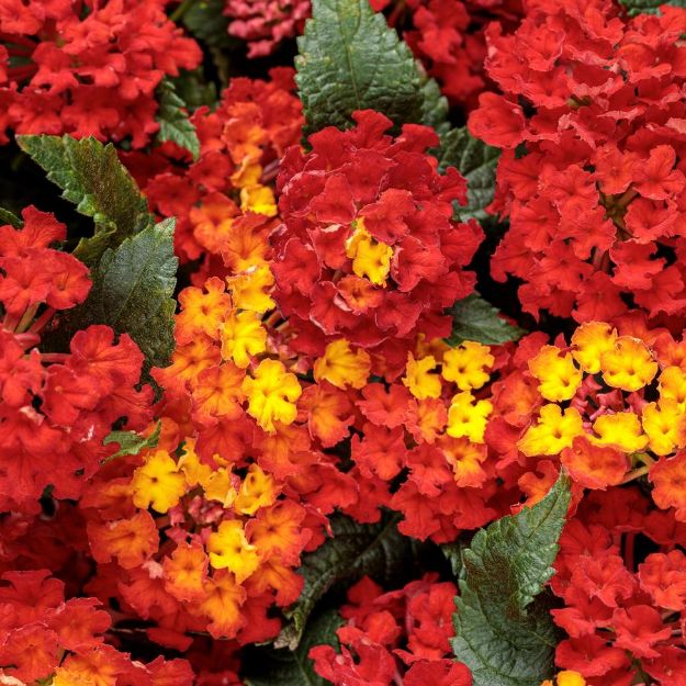 Picture of Lantana Luscious® Royal Red Zone™ 4.5"PW (10/flat)