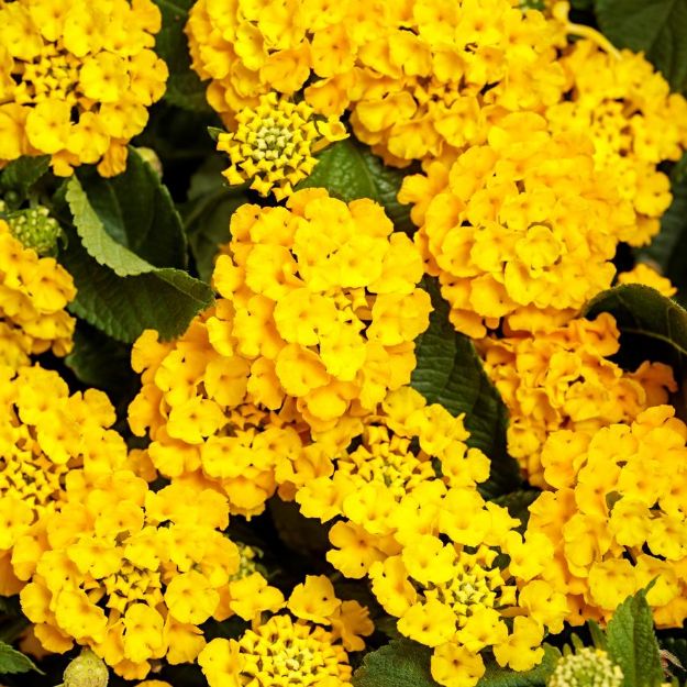 Picture of Lantana Luscious® Royal Lemon Tart™ 4.5"PW (10/flat)