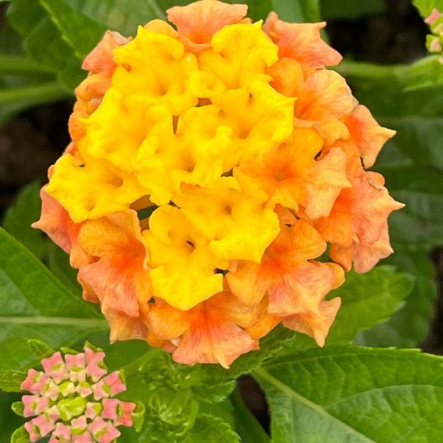 Picture of Lantana Bandolista™ Mango PPAF 6 inch