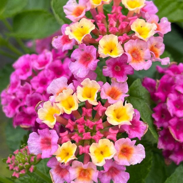 Picture of Lantana Bandolero™ Lychee PPAF 6 inch