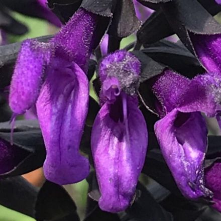 Show details for Salvia Rockin® Deep Purple PP35964 6"PW Picture of Salvia Rockin® Deep Purple PP35964 6"PW