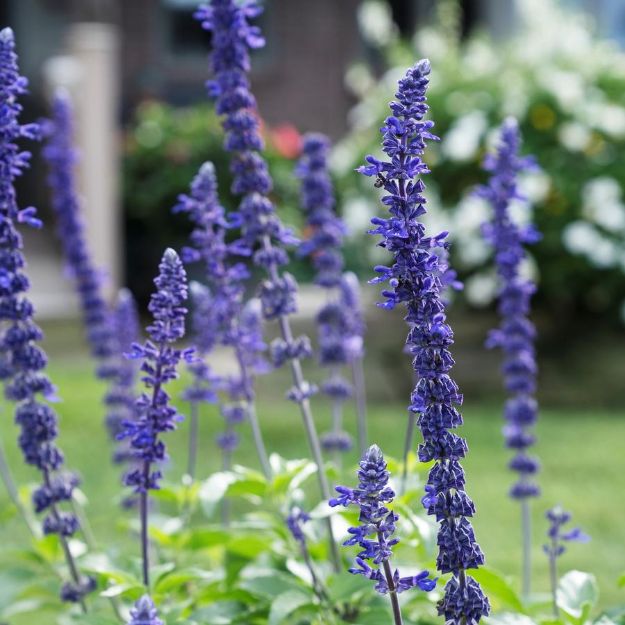 Picture of Salvia Rockin® Playin' the Blues® PP29604 10 Inch