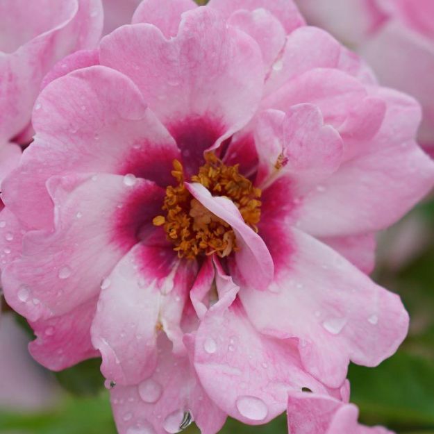 Picture of Rose Shrub Ringo Double Pink™ #3PW
