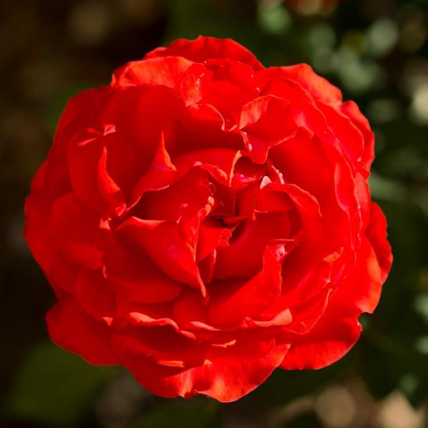 Picture of Rose True Bloom® True Passion PP28928 #2TB