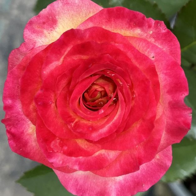 Picture of Rose True Bloom® True Sincerity PPAF #2TB
