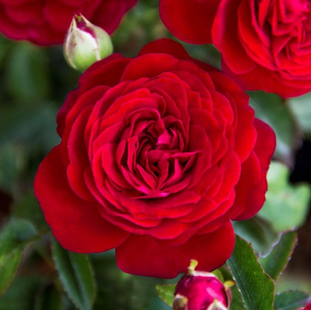 Picture of Rose True Bloom® True Love™ PP31575 #2TB
