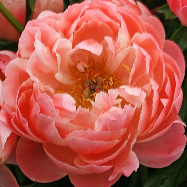 Picture of Paeonia 'Coral Sunset' #4Q