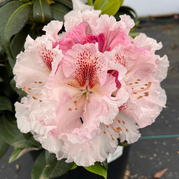 Picture of Rhododendron 'Holden's Pink Flare' #3