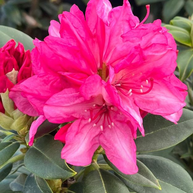 Picture of Rhododendron 'Holden's Fuchsia' #3
