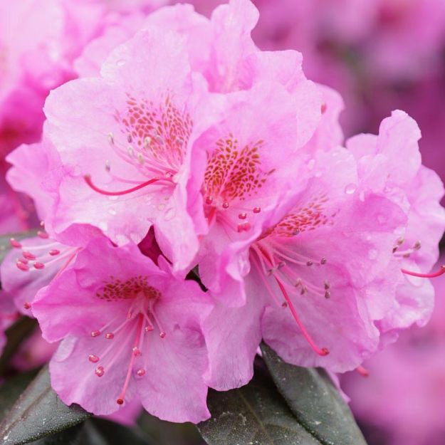 Picture of Rhododendron x Black Hat® PP31898 #3PW