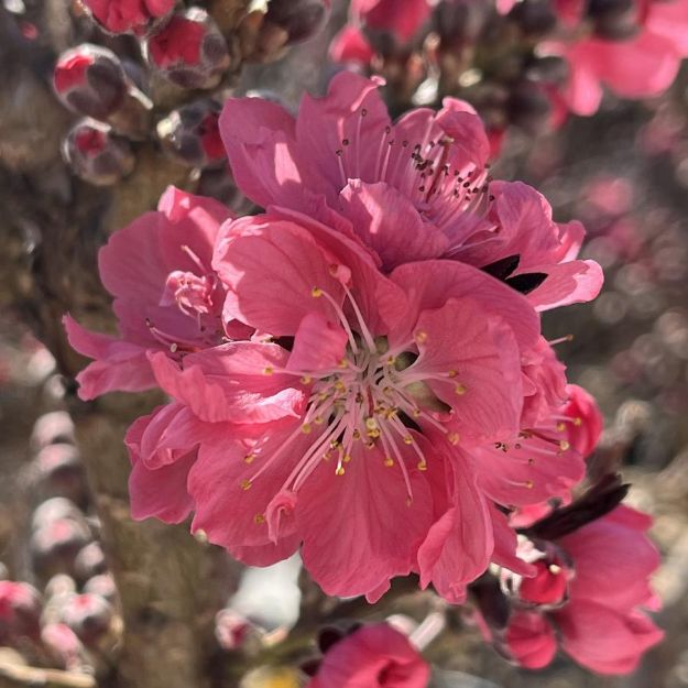 Picture of Prunus persica Ruby Ruffle™ PP34261 #7