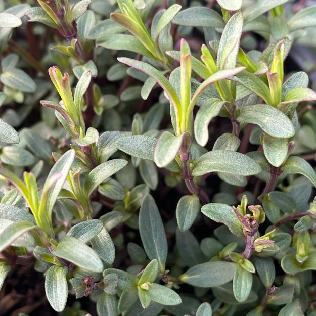 Picture of Pycnanthemum tenuifolium #3QAB (6/flat)