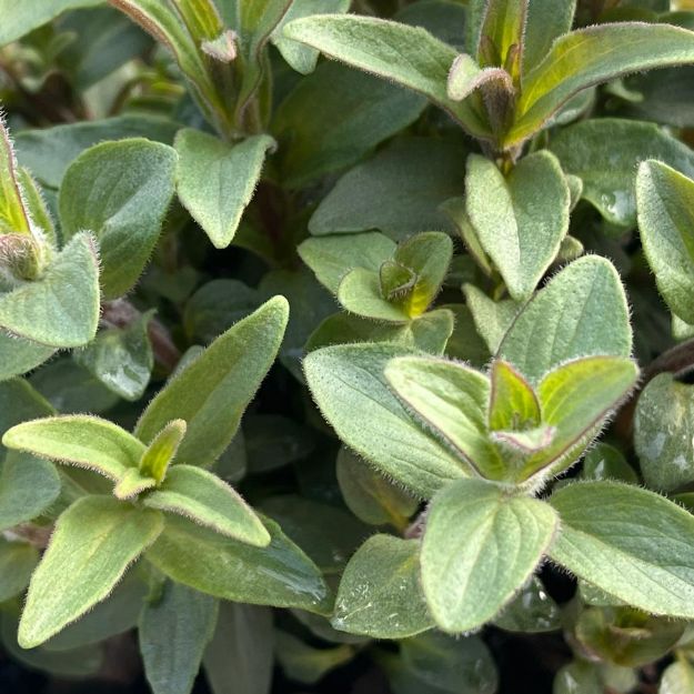 Picture of Pycnanthemum verticillatum var. pilosum #3QAB (6/flat)