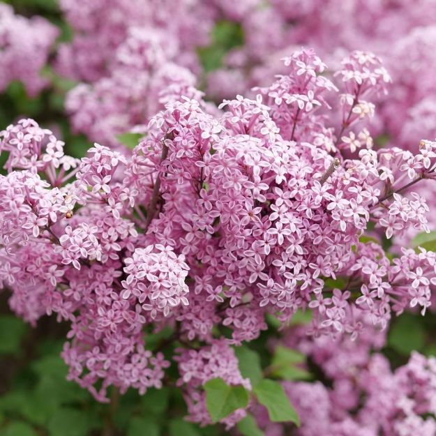 Picture of Syringa x pubescens Bloomerang Purpink® PP35123 #3PW