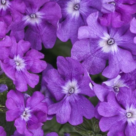 Show details for Verbena Superbena® Violet Ice PP25396 4.5" PW (10/flat) Picture of Verbena Superbena® Violet Ice PP25396 4.5" PW (10/flat)