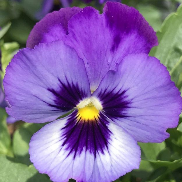 Picture of Viola ColorMax Blue Jeans 6 inch