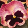 Show details for Pansy Matrix Sunrise 6 inch Picture of Pansy Matrix Sunrise 6 inch