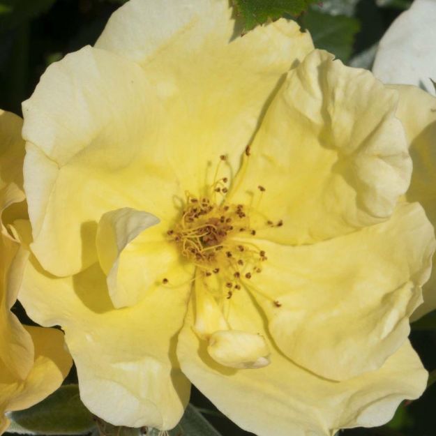 Picture of Rose Easy Bee-zy™ Knock Out® PP35465 #3KO