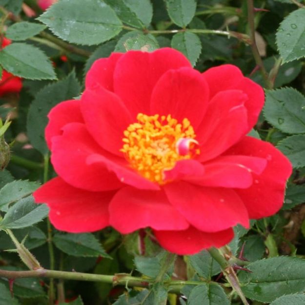 Picture of Rose Oso Easy® Urban Legend® PP28395 #3PW