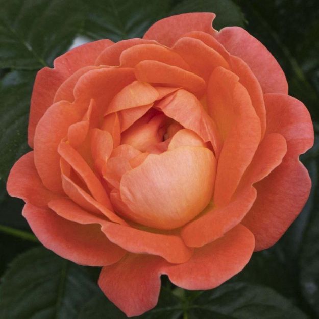 Picture of Rose Orange Glow™ Knock Out® PP35826 #3KO