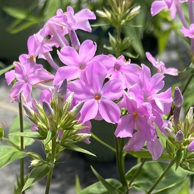 Picture of Phlox carolina ssp. carolina 'Kim' #3QAB (6/flat)