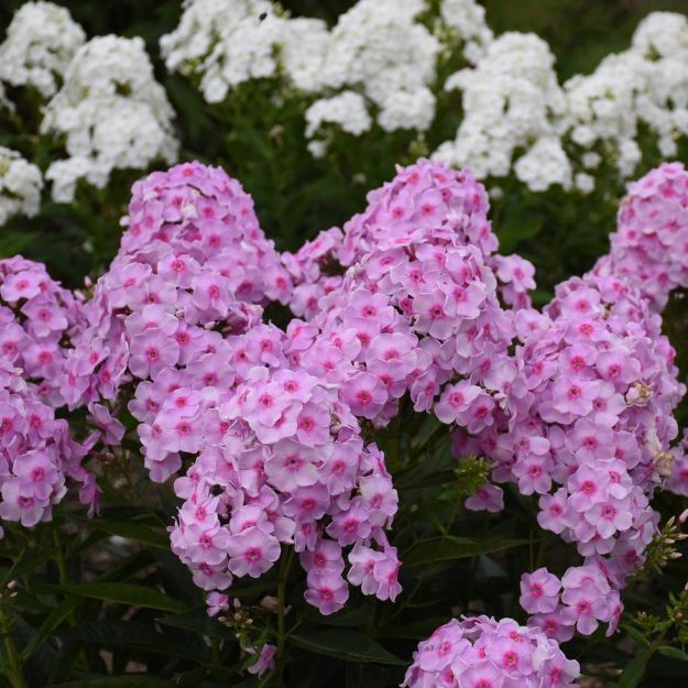 Picture of Phlox paniculata Luminary™ 'Opalescence' PP33295 #4QPW