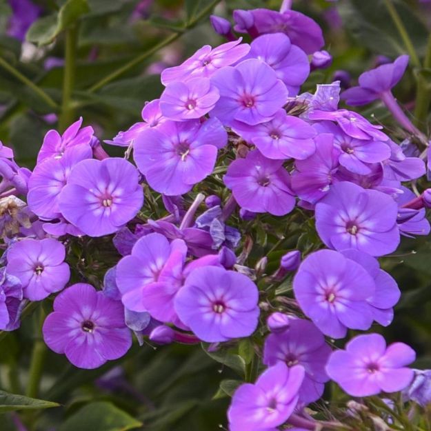 Picture of Phlox paniculata 'Cover Girl' PP32323 #4Q