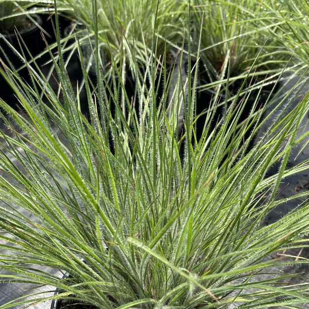 Picture of Schizachyrium scoparium 'Ha Ha Tonka' PP32374 #4Q