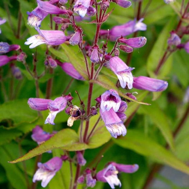 Picture of Penstemon Nova® 'Twilight' PPAF #4Q