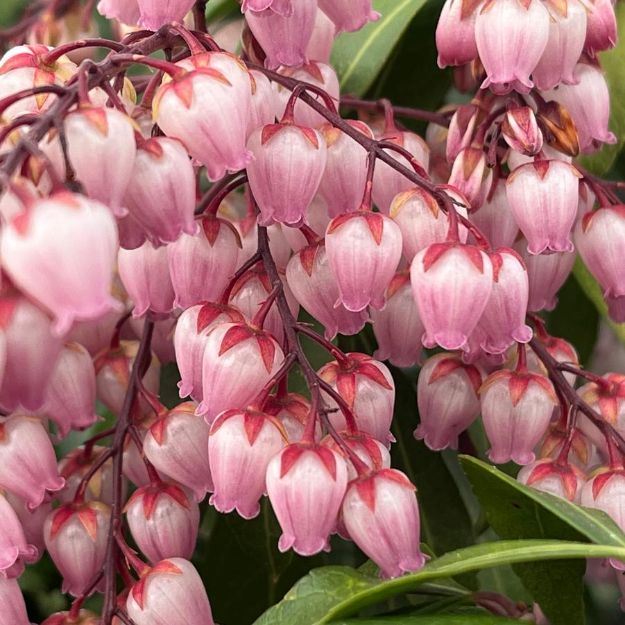 Picture of Pieris japonica Glowing Hearts™ PP34660 #3