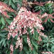 Show details for Pieris japonica 'Dorothy Wyckoff' #3 Picture of Pieris japonica 'Dorothy Wyckoff' #3
