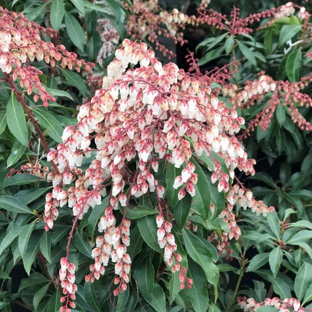 Picture of Pieris japonica 'Dorothy Wyckoff' #3