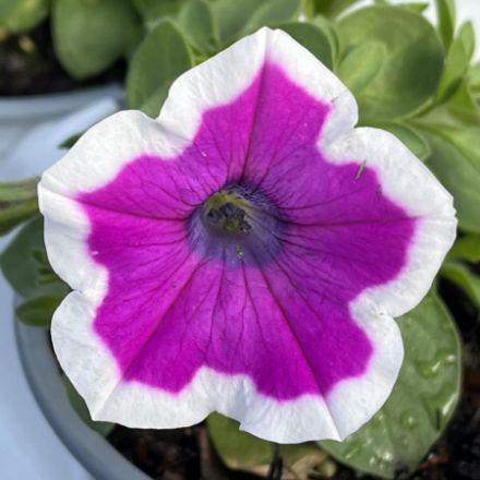 Show details for Petunia Supertunia® Hoopla™ Vivid Orchid™ PPAF 4.5"PW (10/flat) Picture of Petunia Supertunia® Hoopla™ Vivid Orchid™ PPAF 4.5"PW (10/flat)