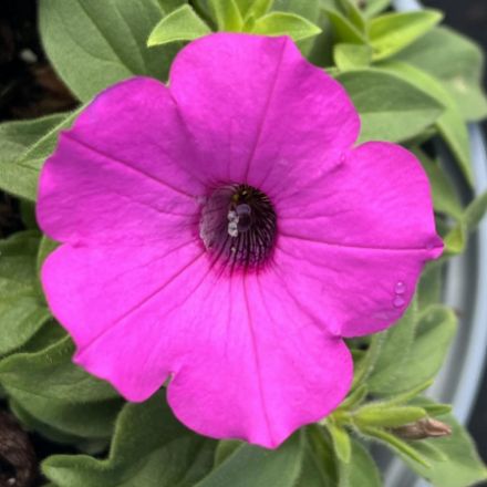 Show details for Petunia Supertunia® Vista Jazzberry® PP34152 4.5" PW (10/flat) Picture of Petunia Supertunia® Vista Jazzberry® PP34152 4.5" PW (10/flat)