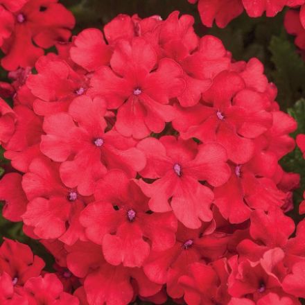 Show details for Verbena Superbena® Red PP30962 4.5"PW (10/flat) Picture of Verbena Superbena® Red PP30962 4.5"PW (10/flat)