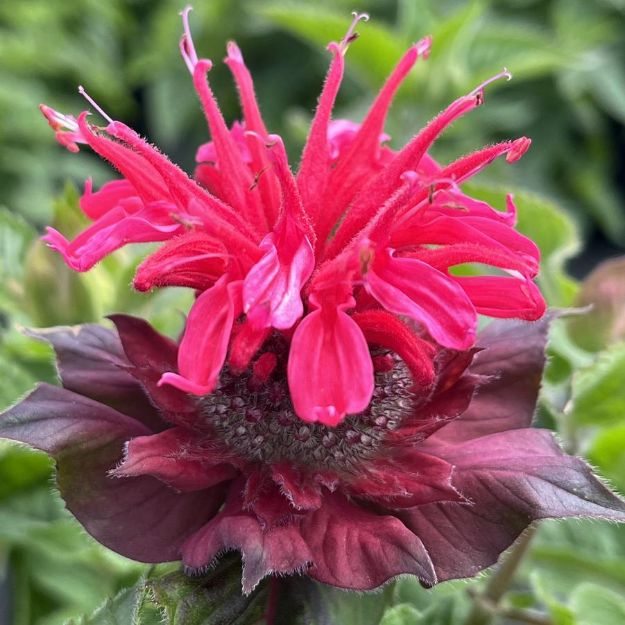 Picture of Monarda Bee You® Bee-Happy™ PP29080 #4Q