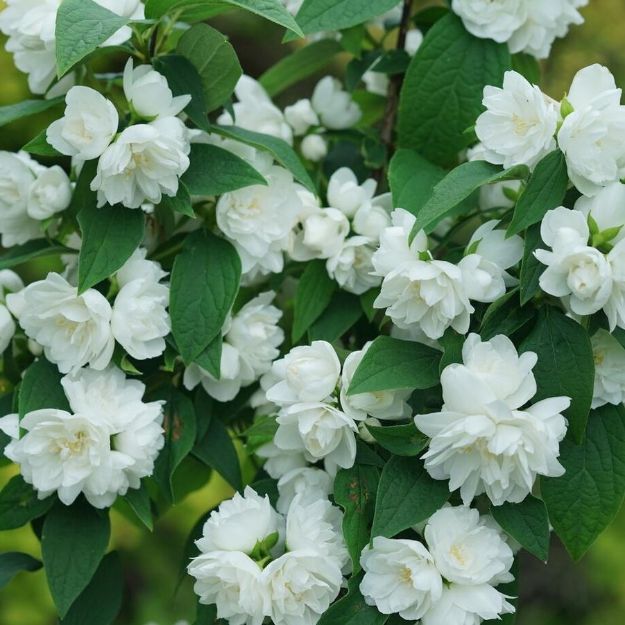 Picture of Philadelphus coronarius Illuminati Spice® PP35784 #3PW