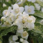 Picture of Philadelphus coronarius Illuminati Spice® PP35784 #3PW