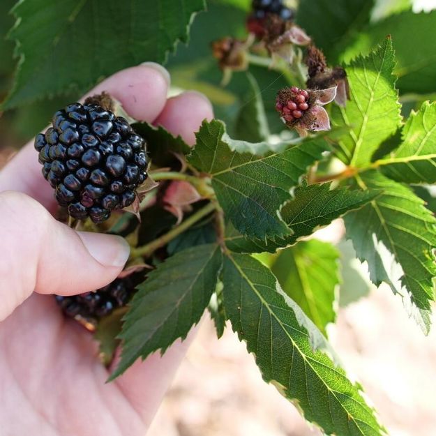 Picture of Rubus Taste of Heaven™ PP33330 #3PW