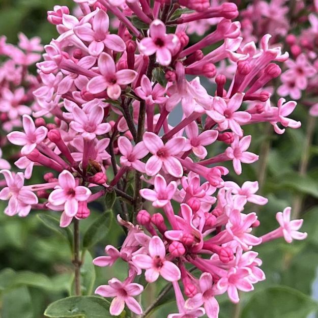 Picture of Syringa Bloomerang Ballet® PP35934 #3PW