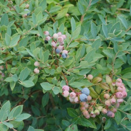 Show details for Vaccinium corymbosum Splendid!® Blue PPAF #3PW Picture of Vaccinium corymbosum Splendid!® Blue PPAF #3PW