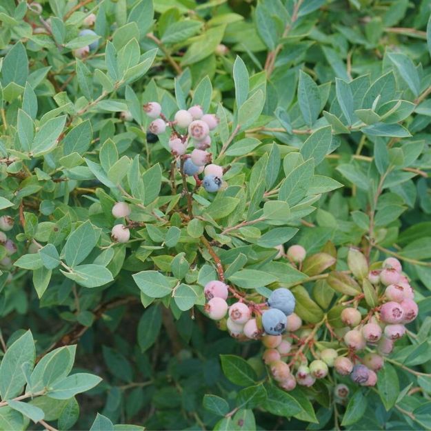 Picture of Vaccinium corymbosum Splendid!® Blue PPAF #3PW
