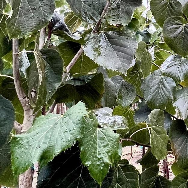 Picture of Tilia americana Sweet Street™ #7