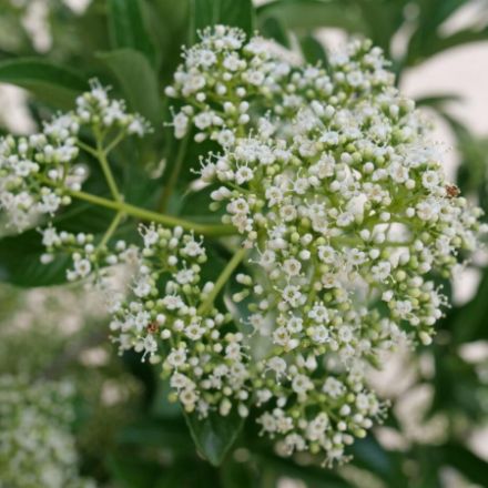Show details for Viburnum x Yardline® PP36488 #3PW Picture of Viburnum x Yardline® PP36488 #3PW
