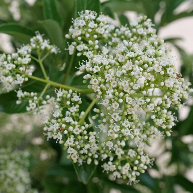 Picture of Viburnum x Yardline® PP36488 #3PW