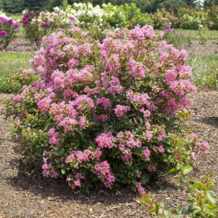 Show details for Lagerstroemia indica Bellini® Guava PP33482 #3 Picture of Lagerstroemia indica Bellini® Guava PP33482 #3